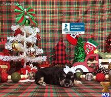 miniature schnauzer puppy posted by Rhonda Wallace
